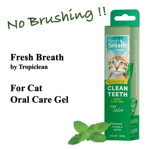 Cat hotsell tooth gel